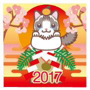 2017 NEW YEAR Ragdoll of a blue eye2 2017 NEW YEAR Ragdoll of a blue eye2