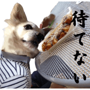 Chihuahua man 4 Chihuahua man 4