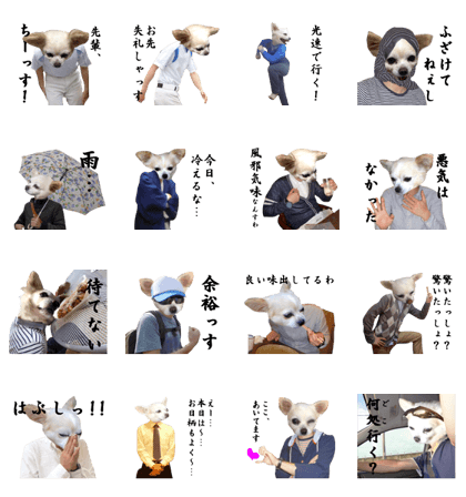 Chihuahua man 4 Chihuahua man 4