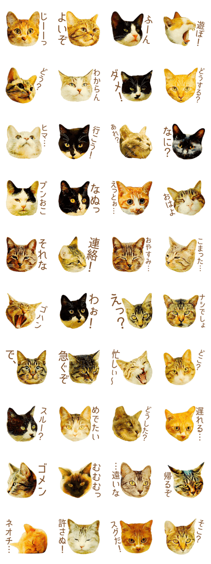 Doya cat memorys<Reply Reason Genius> Doya cat memorys<Reply Reason Genius>