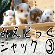 MIEDOG Jack Russell terrier sticker 3