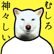 SHIBAINU IN KANSAI4