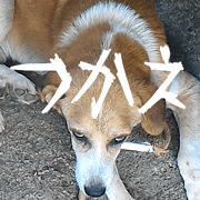 Very Very Cute Dog in Miyakojima Japan Very Very Cute Dog in Miyakojima Japan