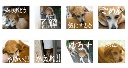 Very Very Cute Dog in Miyakojima Japan Very Very Cute Dog in Miyakojima Japan