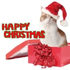 Cat's Christmas
