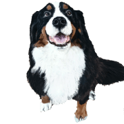 BERNESE MOUNTAIN DOG RIN Ver.5 BERNESE MOUNTAIN DOG RIN Ver.5