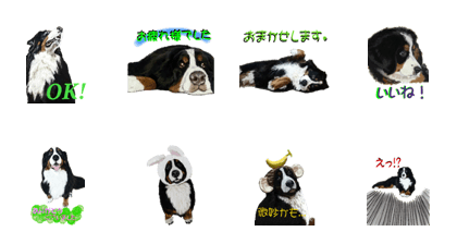 BERNESE MOUNTAIN DOG RIN Ver.5 BERNESE MOUNTAIN DOG RIN Ver.5