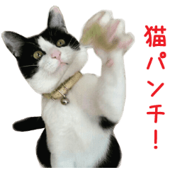 リアルcat ハ チ ワ レ Line スタンプ Line Store リアルcat ハ チ ワ レ Line スタンプ Line Store