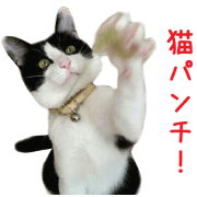 Real CAT -HA CHI WA RE- Real CAT -HA CHI WA RE-