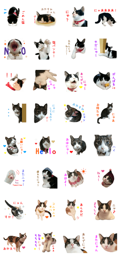 Real CAT -HA CHI WA RE- Real CAT -HA CHI WA RE-