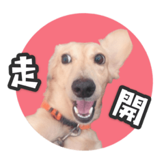 我是可愛的豆豆 好笑表情