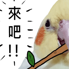 玄鳳鸚鵡奶雞-第二彈
