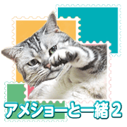 There is always a american short hair2 There is always a american short hair2