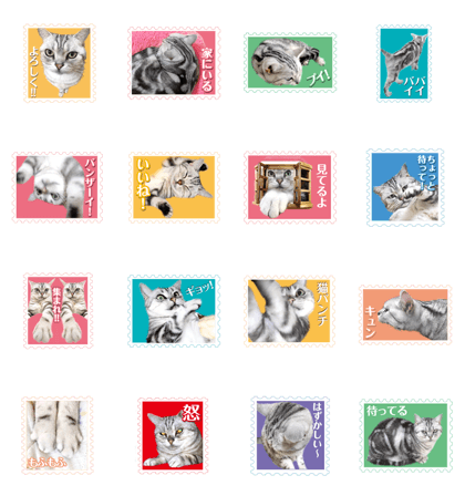 There is always a american short hair2 There is always a american short hair2