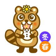 Winter and spring raccoon dog Winter and spring raccoon dog