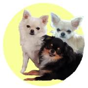 SIZUKU's Chihuahuas SIZUKU's Chihuahuas