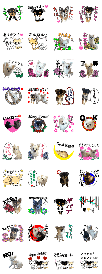 SIZUKU's Chihuahuas SIZUKU's Chihuahuas