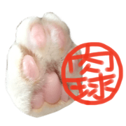 paw of a cat paw of a cat