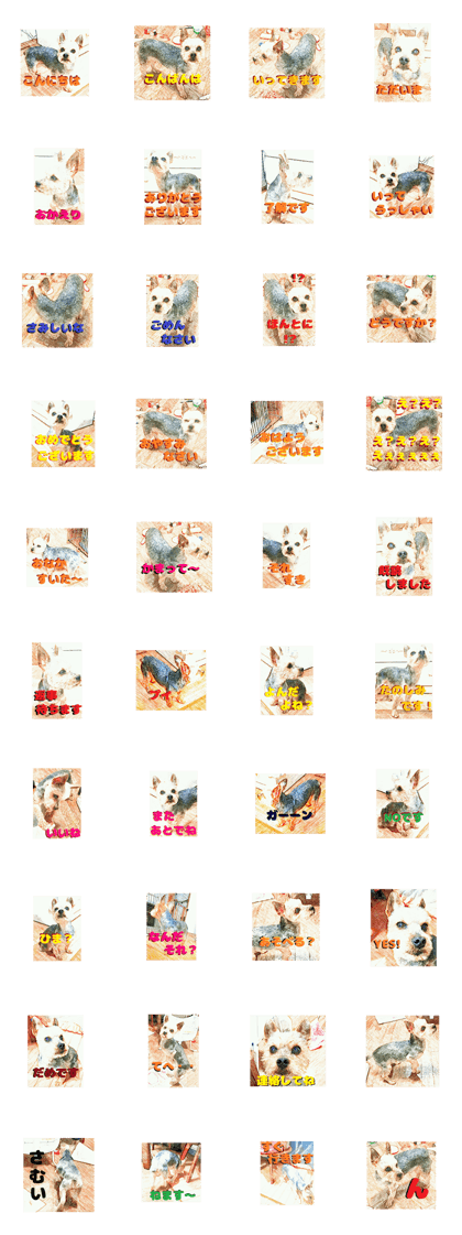 Hana of the Yorkshire terrier Hana of the Yorkshire terrier