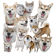 Shibainu-collection #1 Shibainu-collection #1