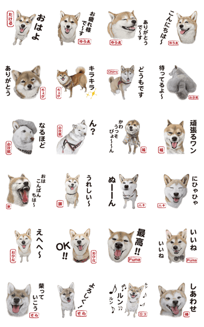 Shibainu-collection #1 Shibainu-collection #1