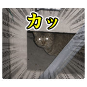 Cry at the heart of animals Cry at the heart of animals