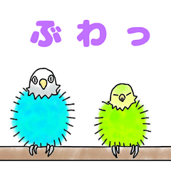 インコのアミちゃんと聖ちゃん。