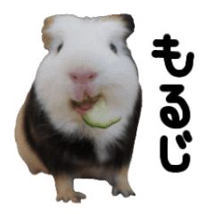 続 今日のもるじ Line スタンプ Line Store 続 今日のもるじ Line スタンプ Line Store