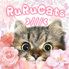 RuRu's cats.