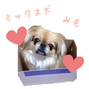 mix dog mimo