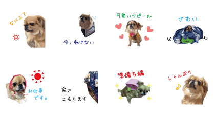 mix dog mimo
