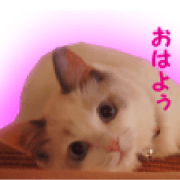 It is cat of my home