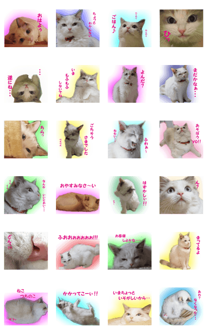 It is cat of my home
