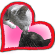 Cat of Roux.<I Love You>