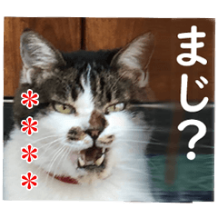 Custom sticker of CATS in Azumino ver.1