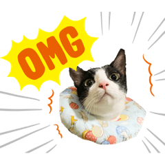 趴比賓賓貪吃貓