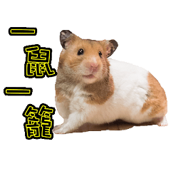 Hamster Life - a dai's daily