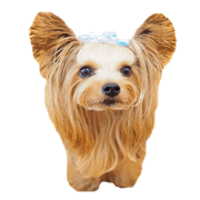 doggiesfan