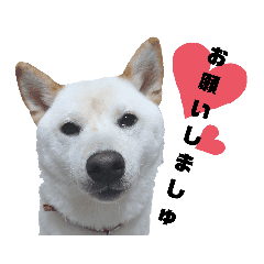 いぬ Lineクリエイターズスタンプまとめ Stamplist Part 13 いぬ Lineクリエイターズスタンプまとめ Stamplist Part 13