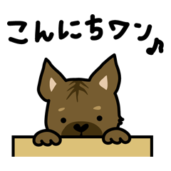 Japanese Kai dog (I am GENMAI)