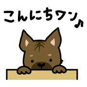 Japanese Kai dog (I am GENMAI)