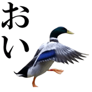 Real Bird