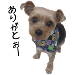 Cute Dogs' greeting stickers