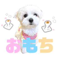 maltese_omochi_japan – LINE stickers | LINE STORE