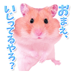 Pink hamster japanese kansai