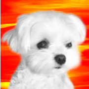 Maltese dog in a dawn.-part2-