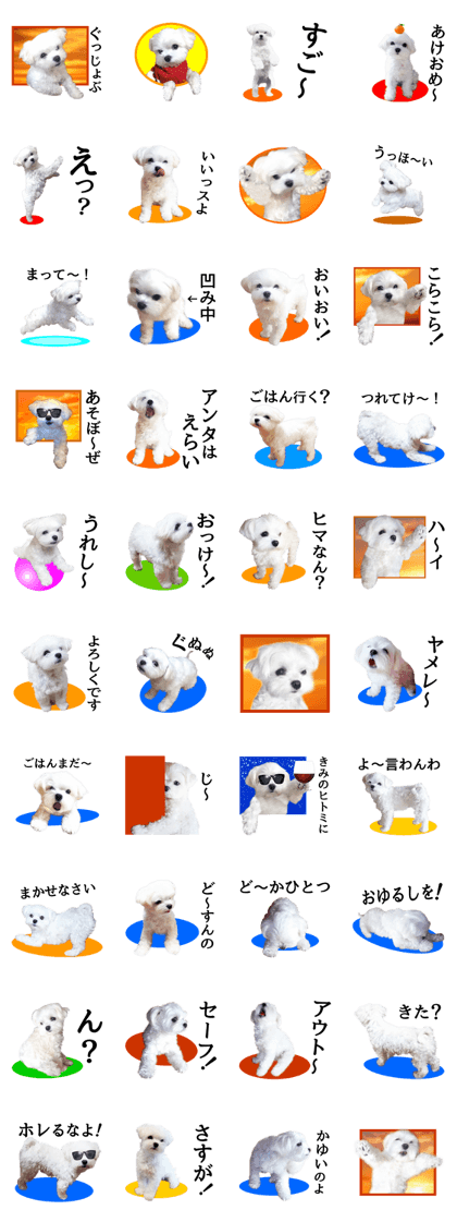 Maltese dog in a dawn.-part2-
