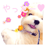 Dog pupu