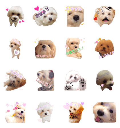 Dog pupu