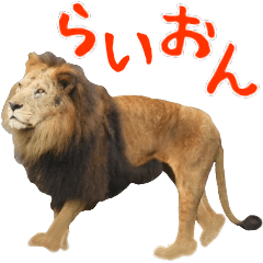 The lion which lives like oneself